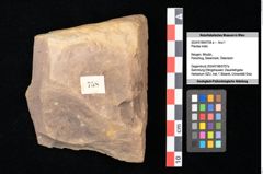 Foto (Objekt + Etikett) von Plantae indet. (NHMW-GEO-2024-0188-0758a)